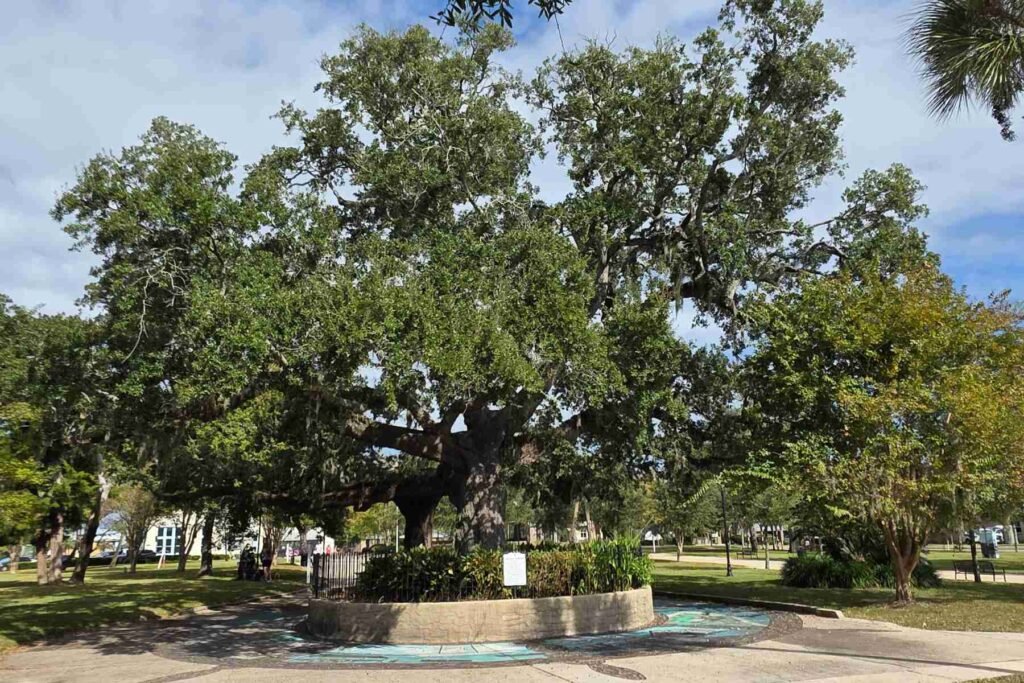 Photo of the Old Sentry Tree