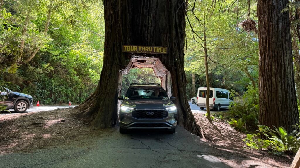Redwood Tree Tour