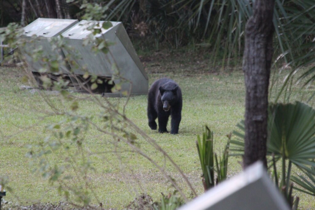 Picnic Area Bear at Silver Glen Springs