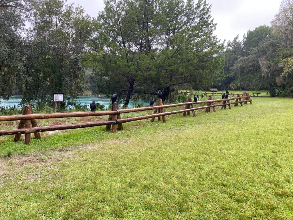 View From the Fence at Silver Glen Springs