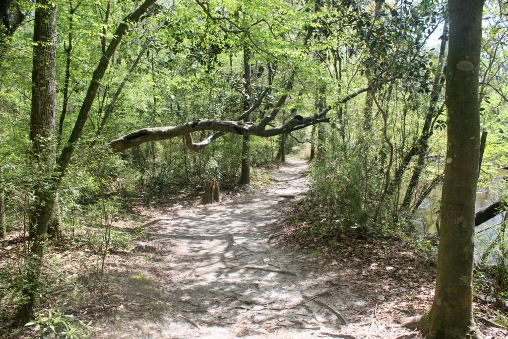 Trail Through the Woods at Ponce de Leon