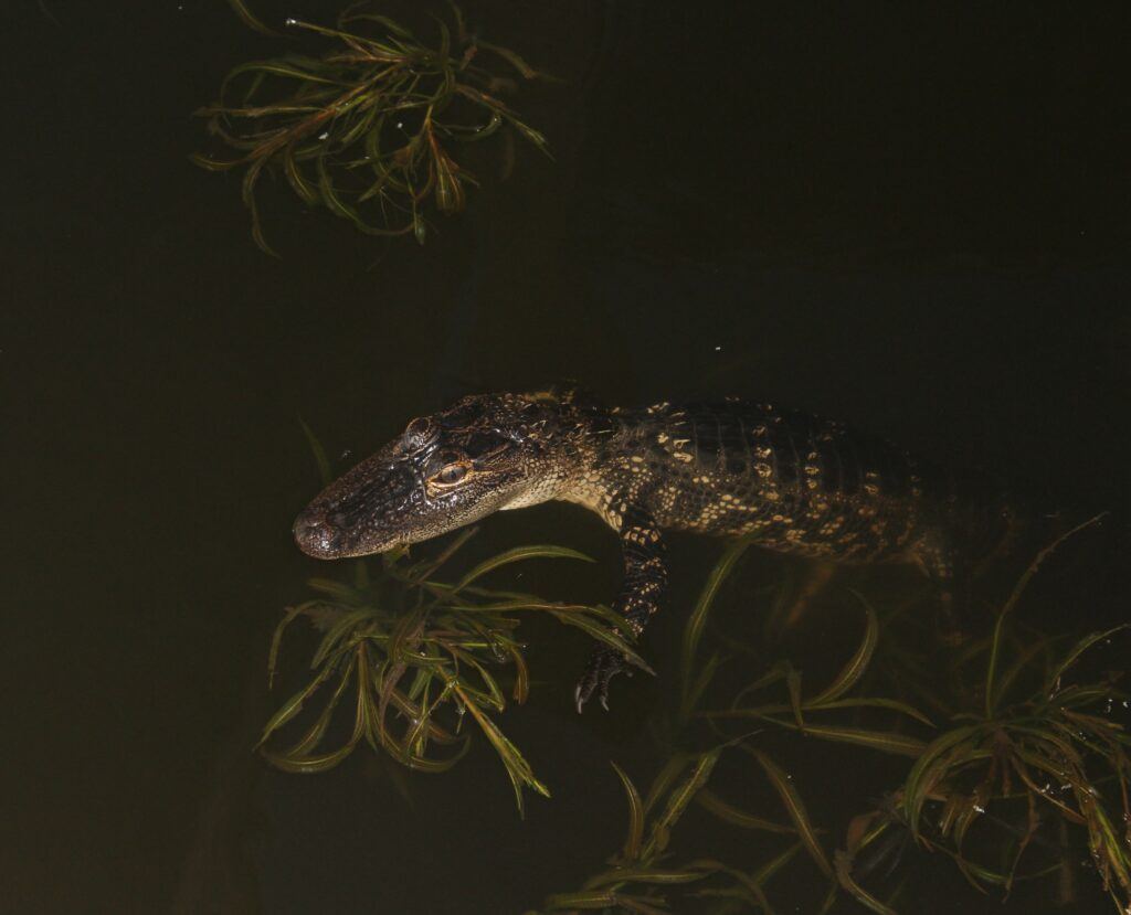 Baby Gator