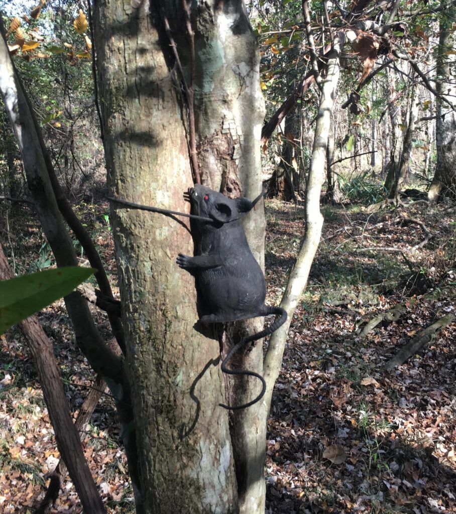 The Rat Cache