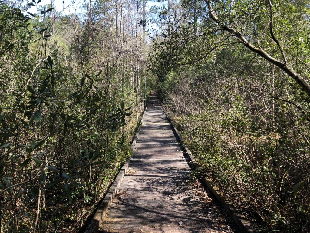 Wooden Walkway