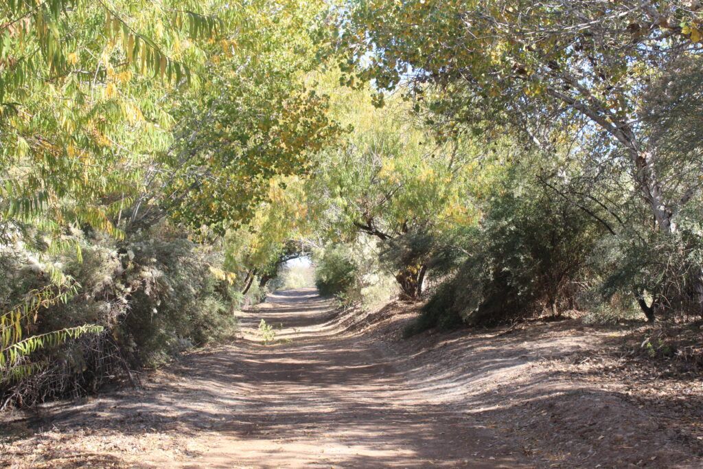 Tree Covered Trail