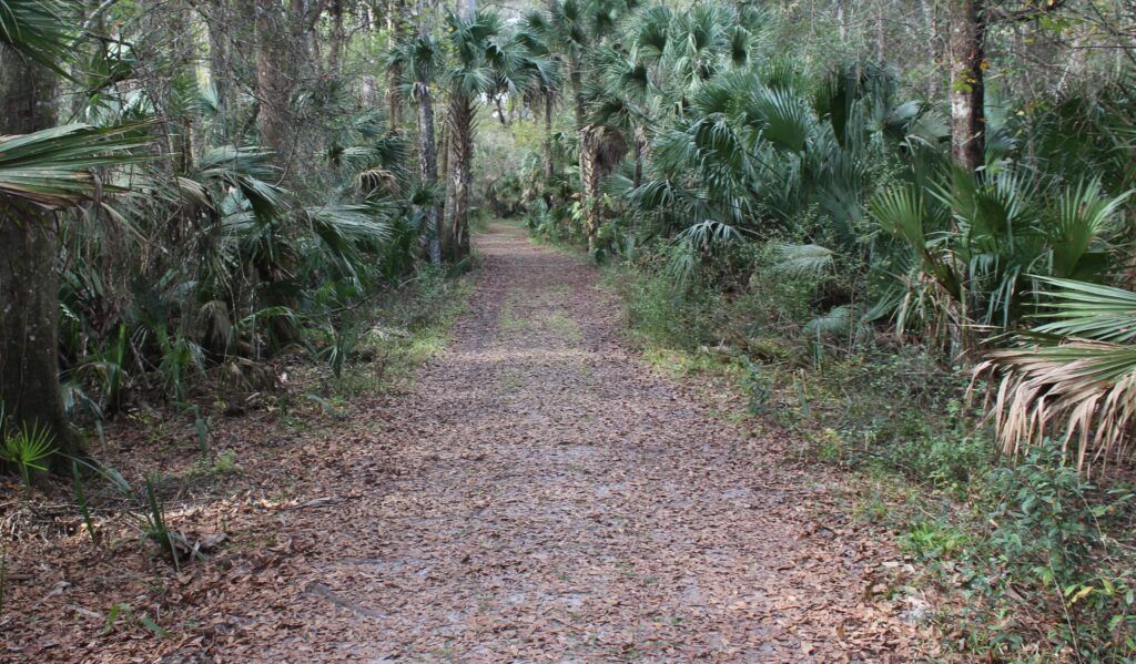 A Look Down The Trail