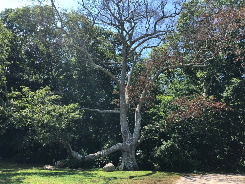 Cool Tree at Bluff Point