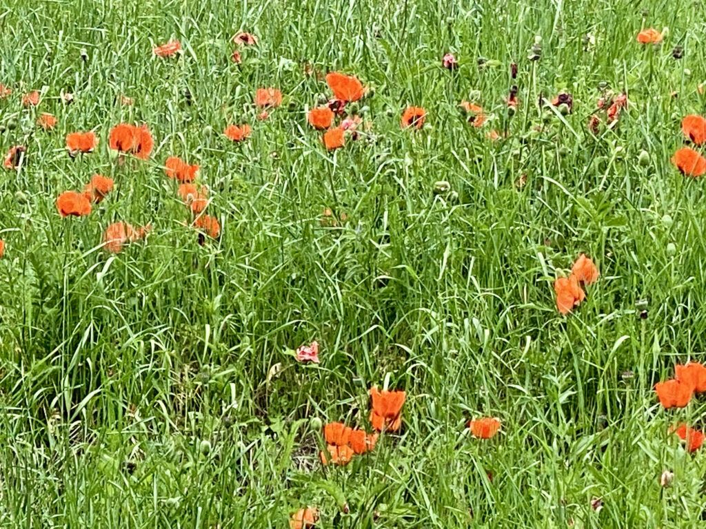 Flowers at Greenough Park