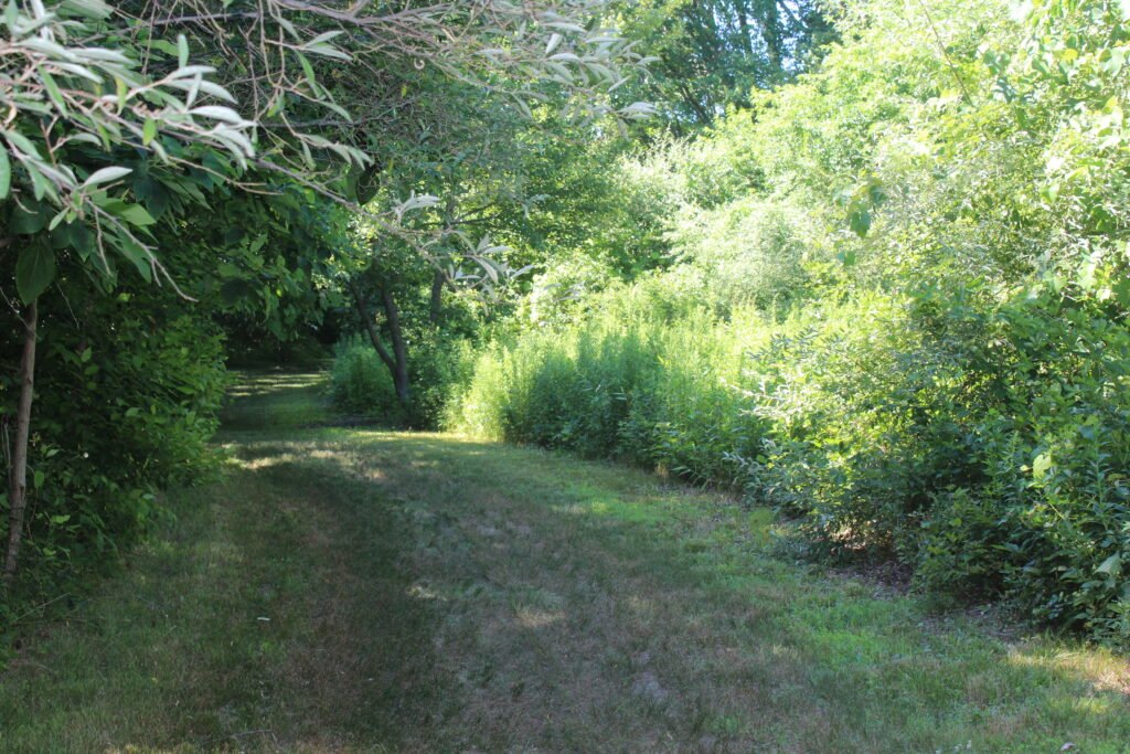 Grass Trail Through The Woods at Bluff Point