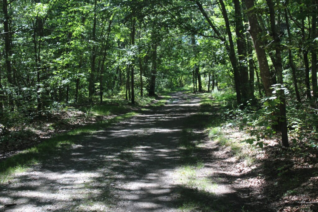 Trail in the Woods at Bluff Point