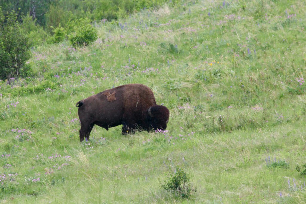 A Single Bison
