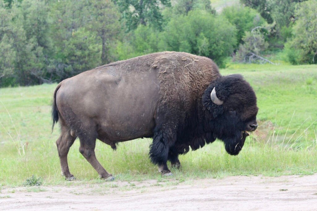 Bison Close Up