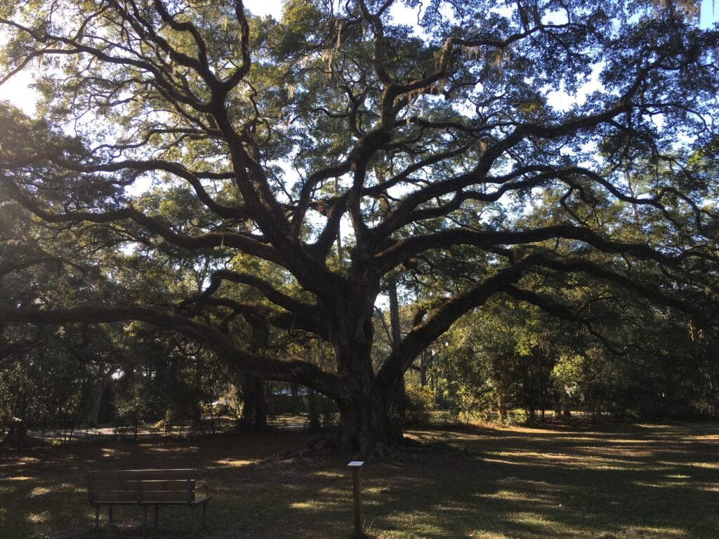 Dade Battlefield Oak Tree