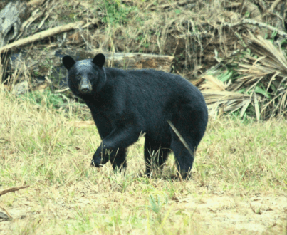 Black Bear