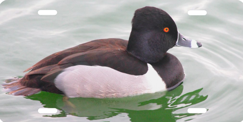 Ring-Necked Duck License Plate