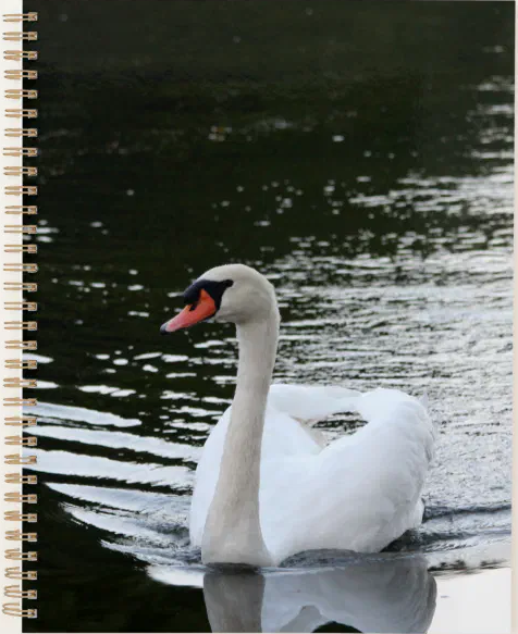 Mute Swan Planner