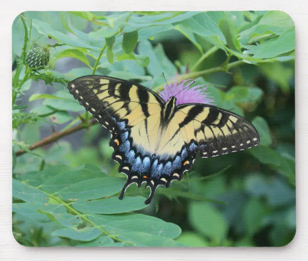 Eastern Tiger Swallowtail Butterfly Mousepad