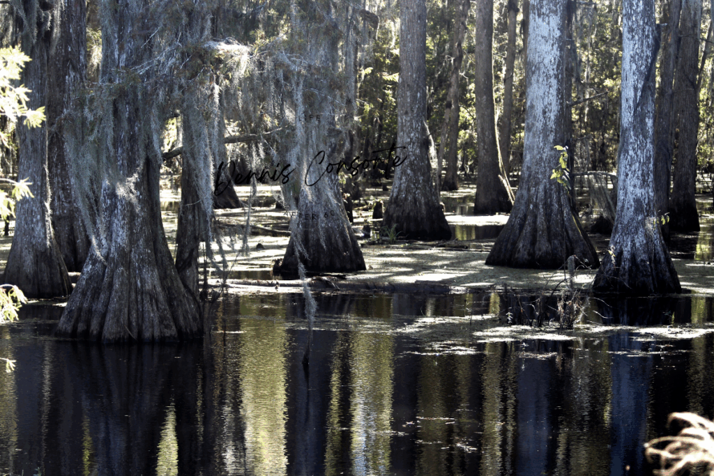 Bald Cypress Trees