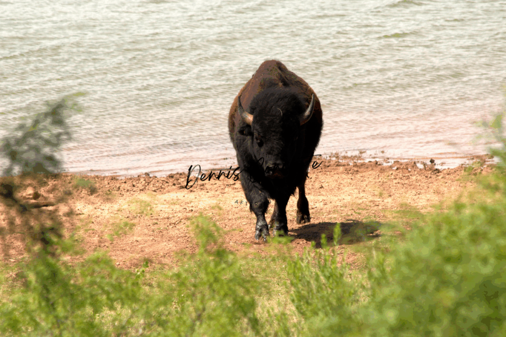 A Bison at the Water