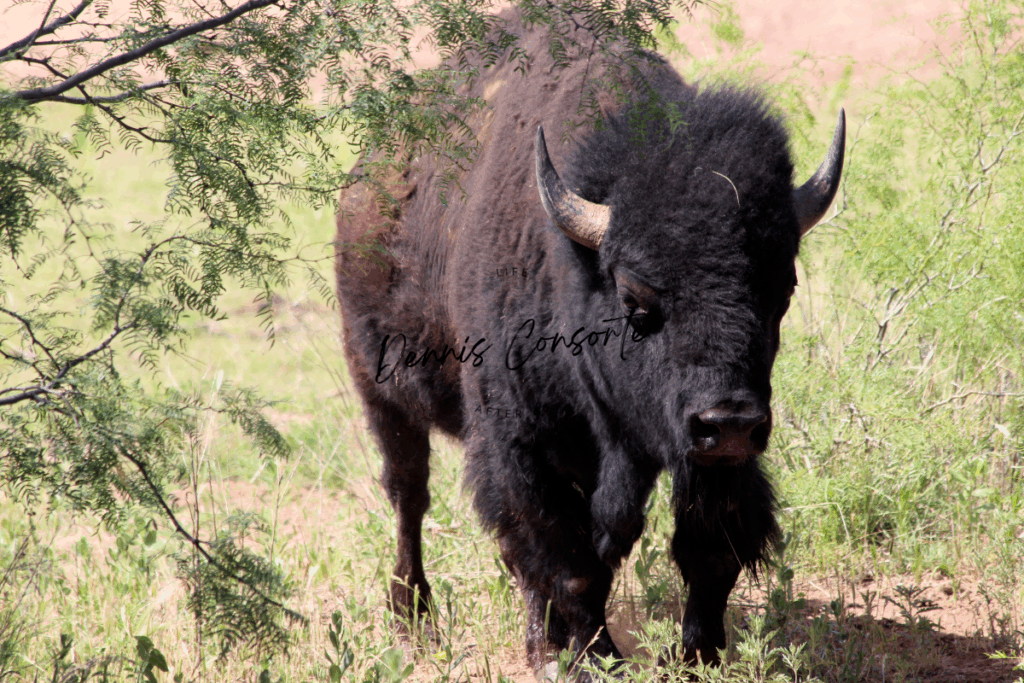Bison Close Up