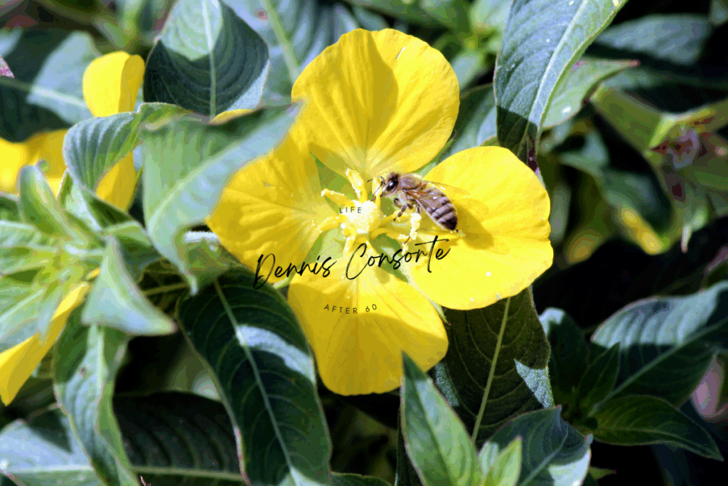 Busy Bee
