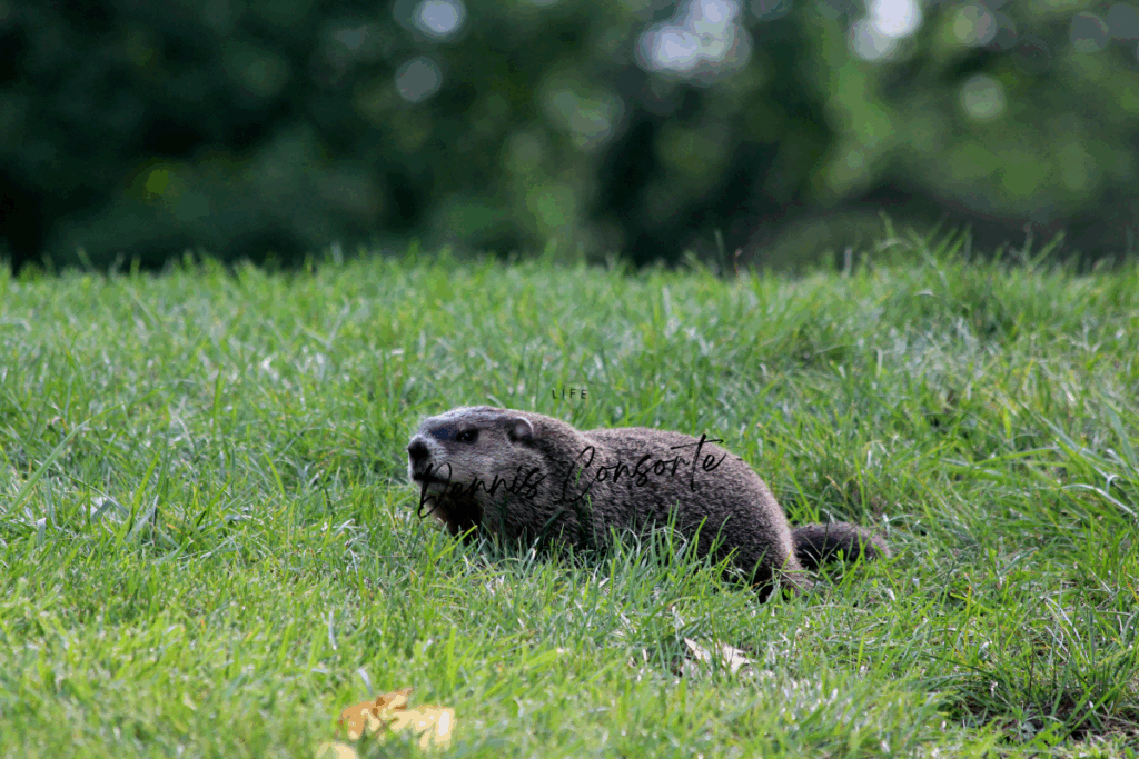 Groundhog