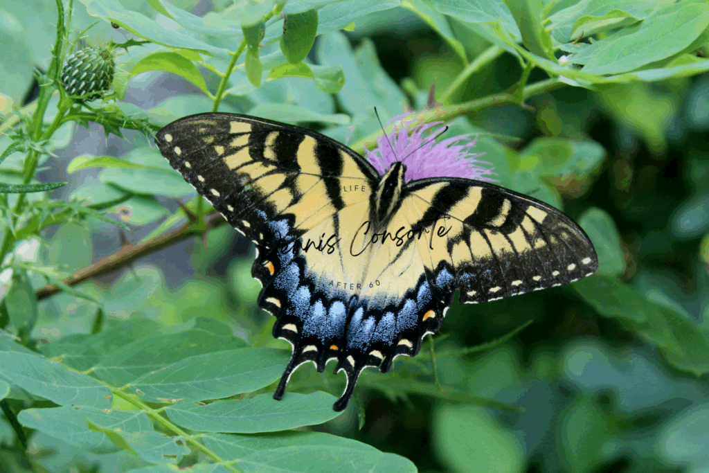 Eastern Tiger Swallowtail