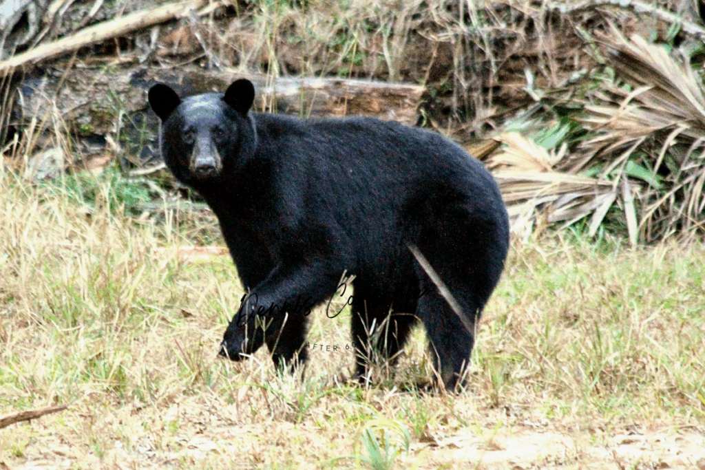 Florida Black Bear