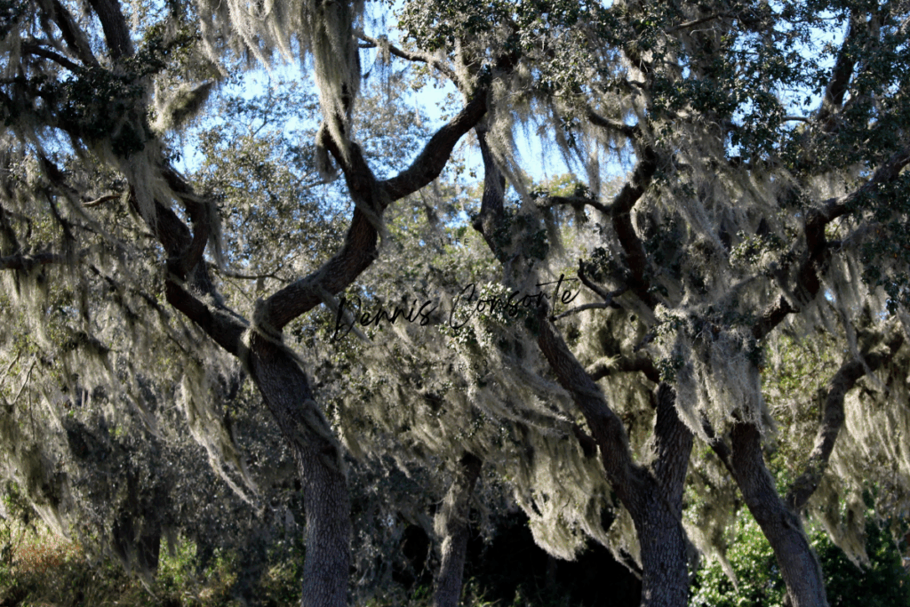 Florida Spanish Moss