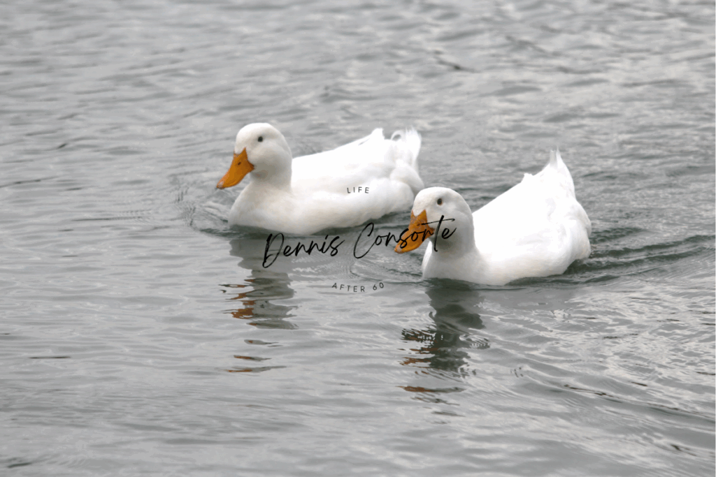 2 Ducks