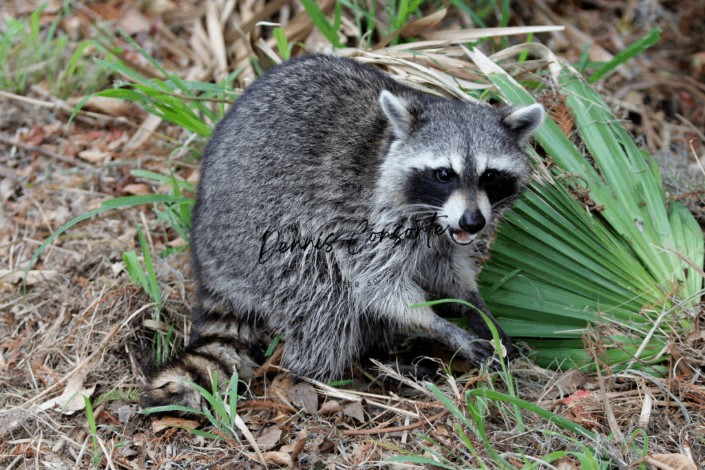 Raccoon