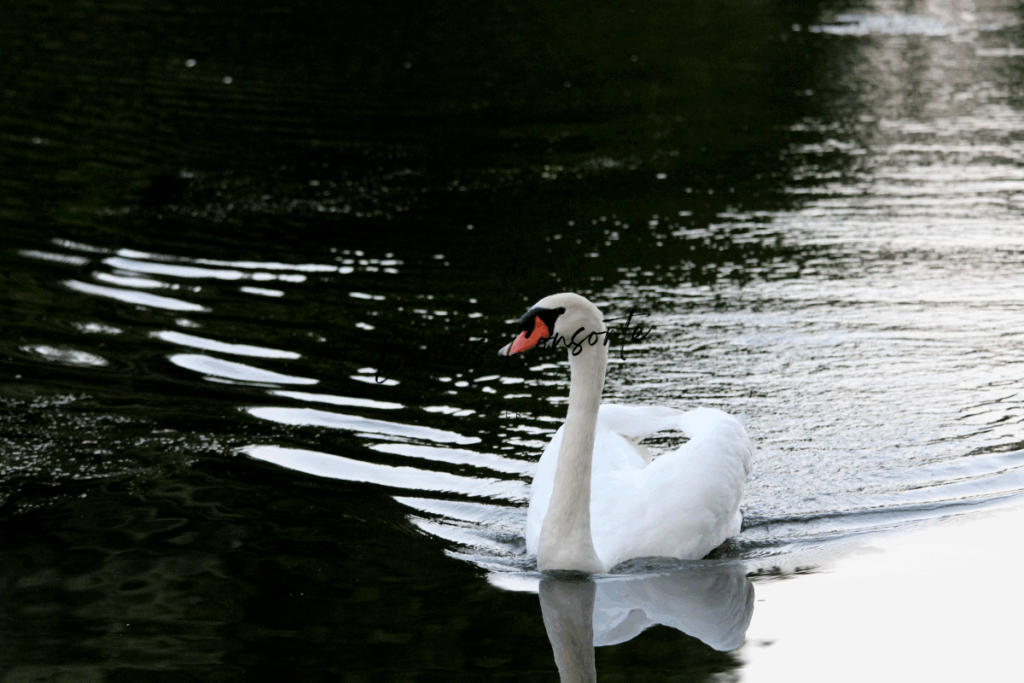 Mute Swan
