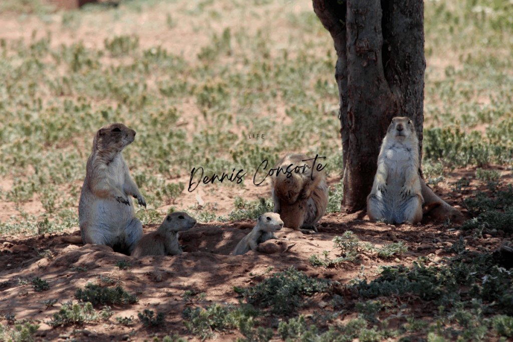 Prairie Dog Family