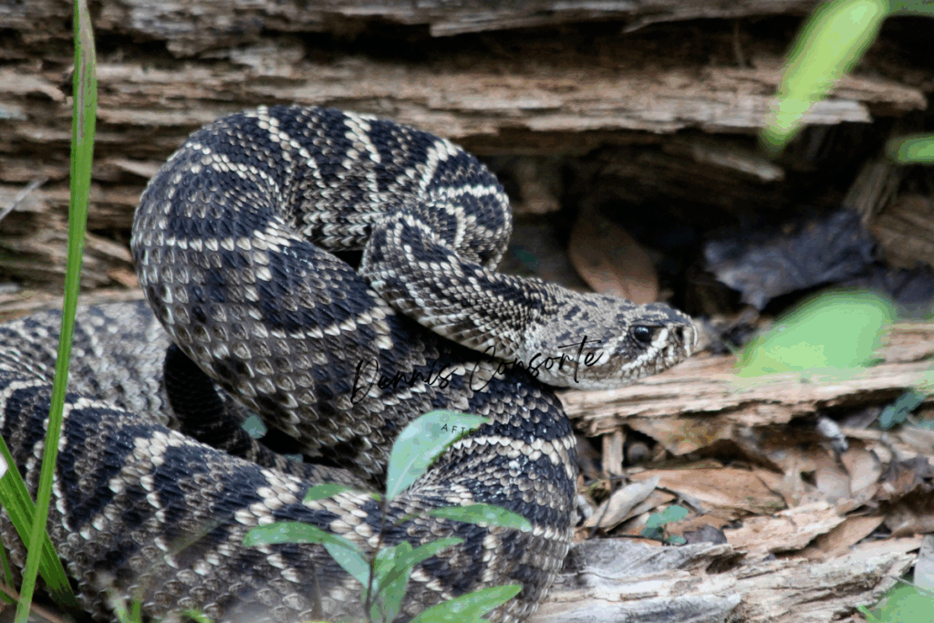 Rattlesnake