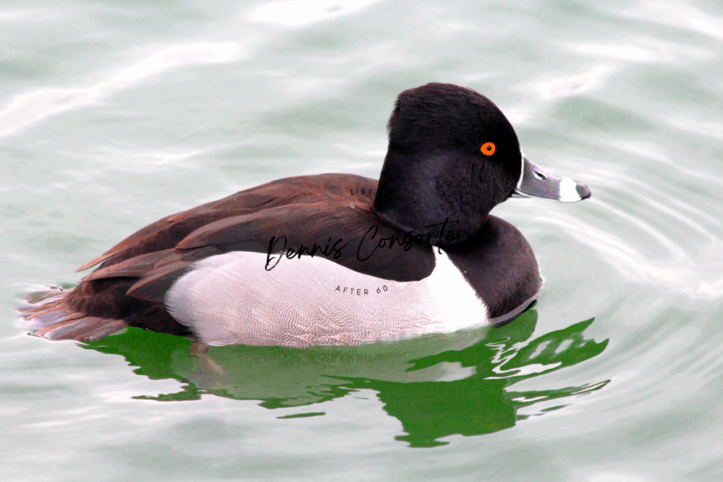 Ring Necked Duck
