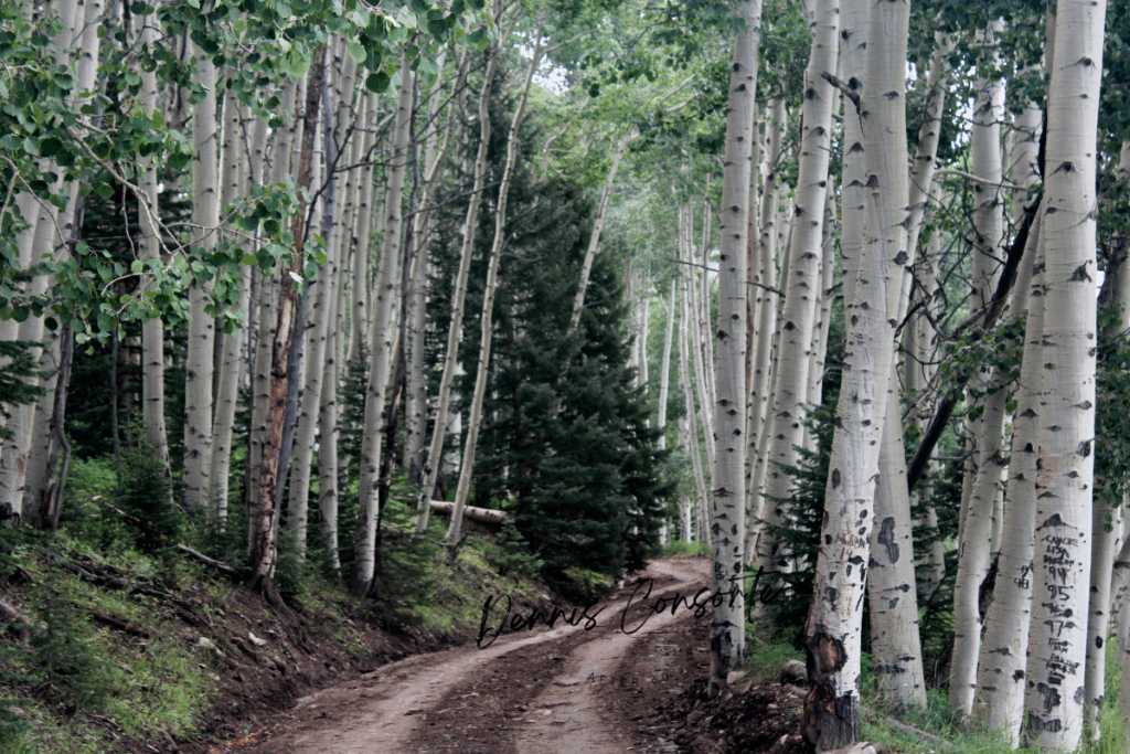 Road Through The Birch