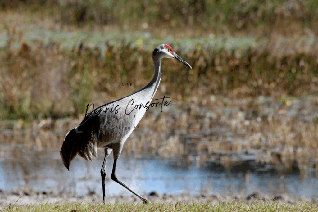 Sandhill Crane