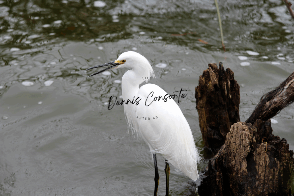 Singing Snowy Egret