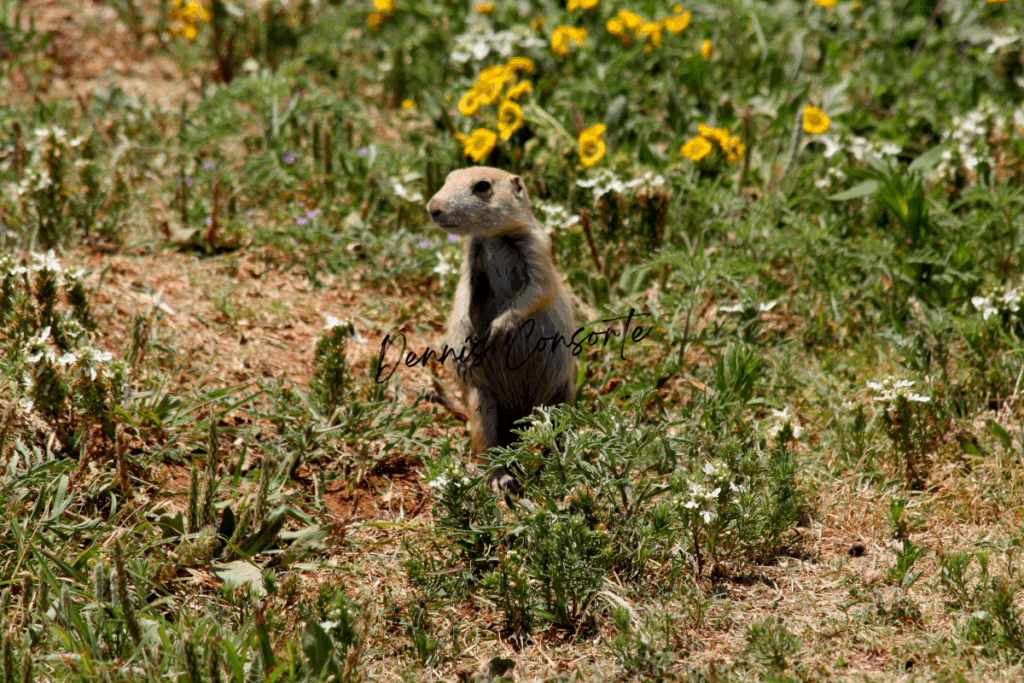 Solo Prairie Dog