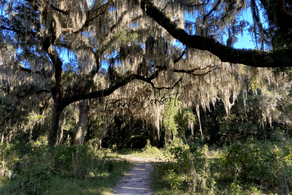 Spanish Moss