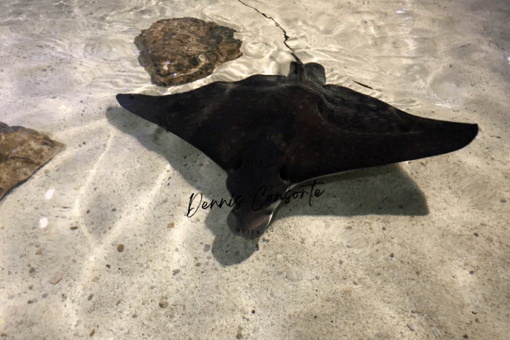 Stingray