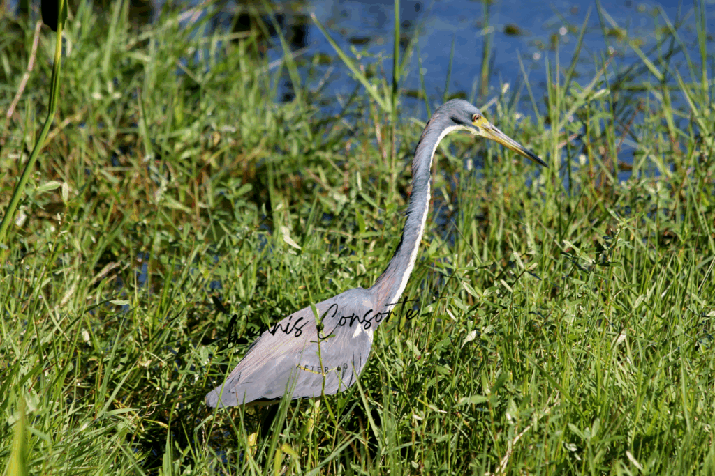 Tri Colored Heron