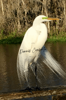 Charlie The Egret