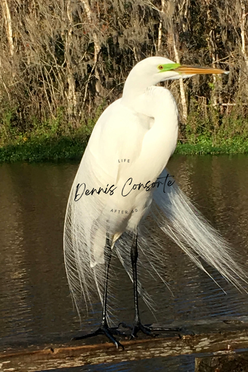 Charlie The Egret