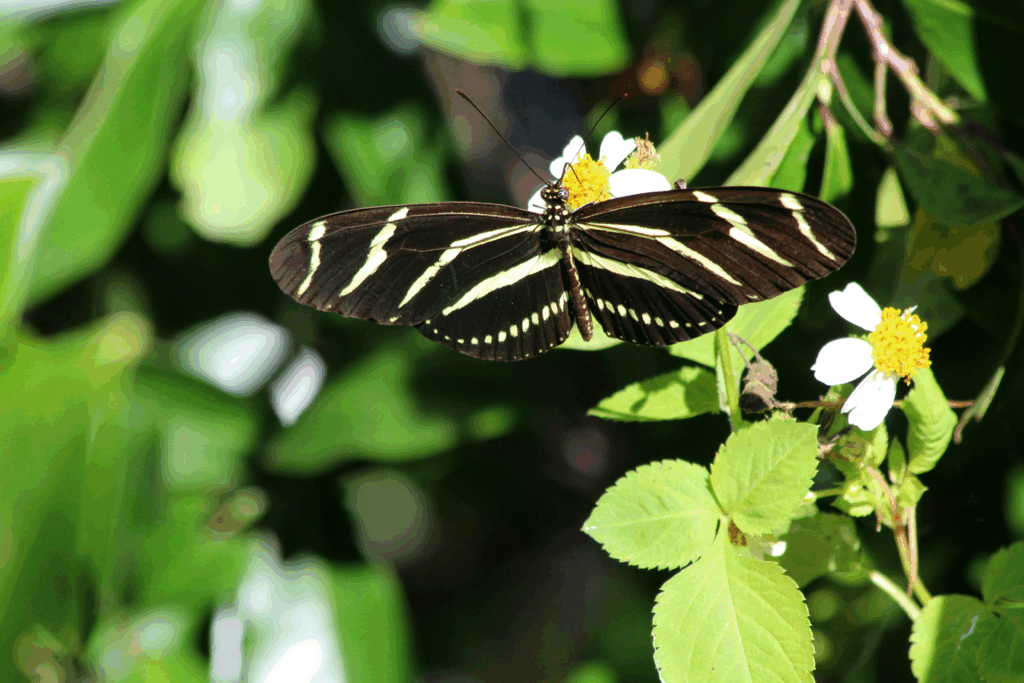 Zebra Longwing Butterfly
