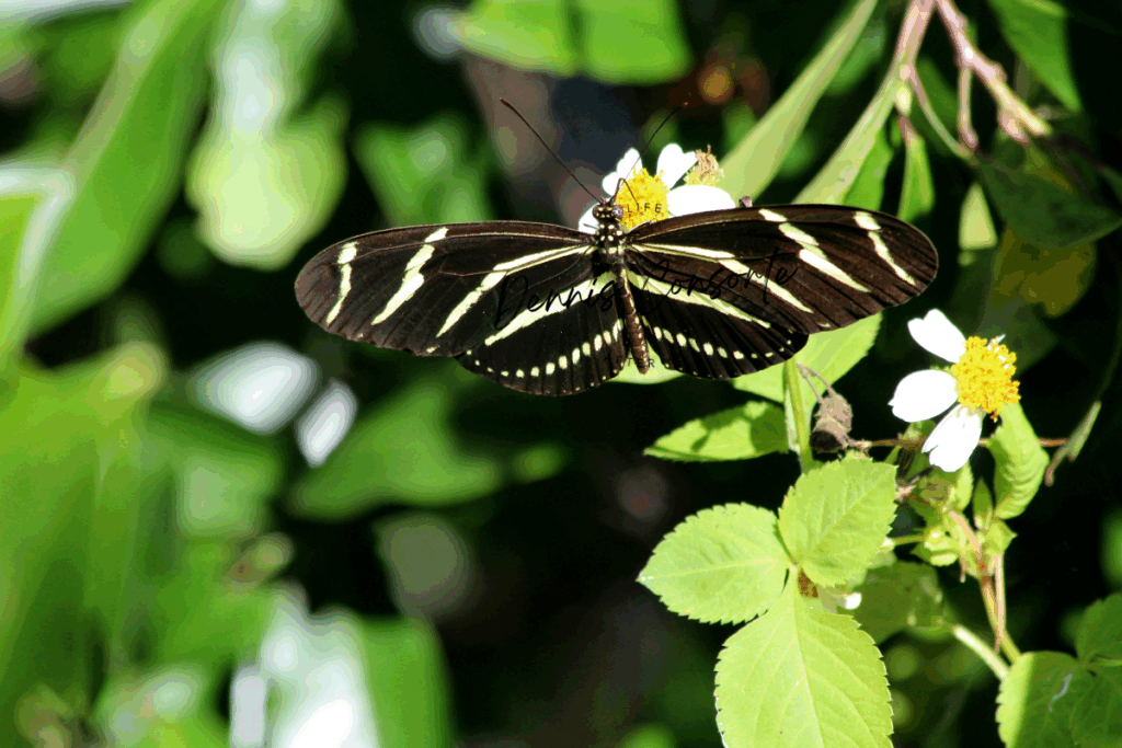 Butterfly Zebra Longwing