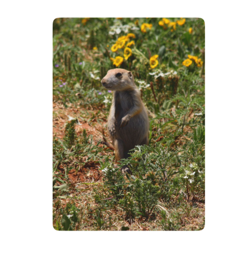 Solo Prairie Dog