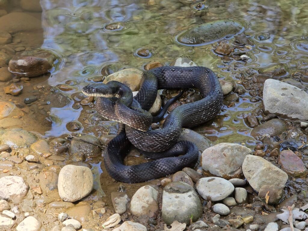 Snake at Meems Bottom Covered Bridge