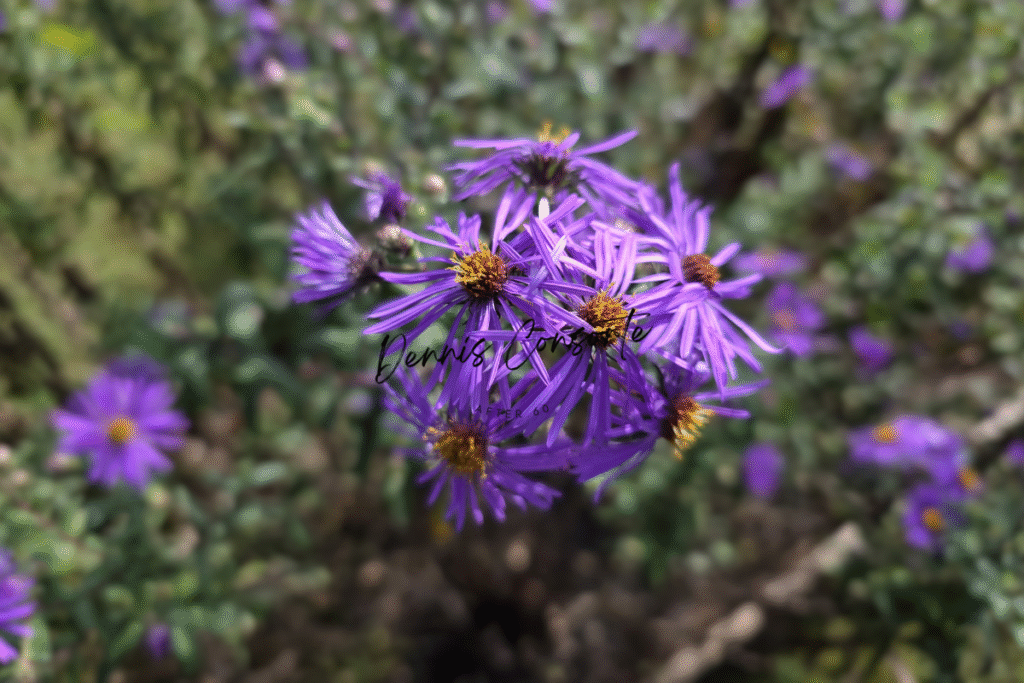 Autumns Purple Glow Flower