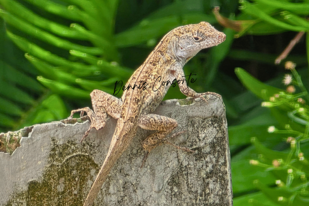Brown Anole